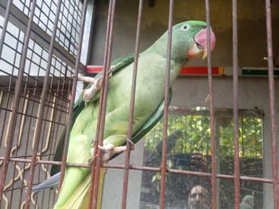 parrot