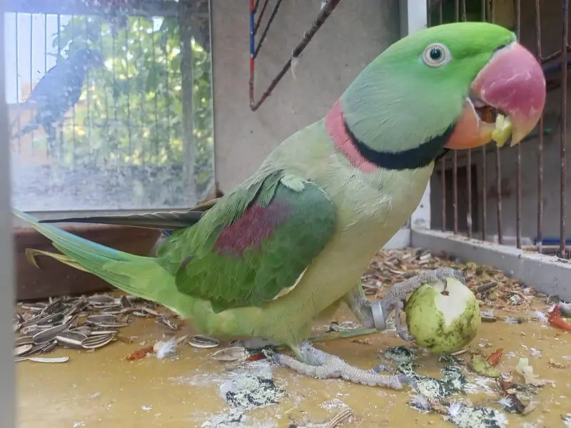 parrot — photo 2