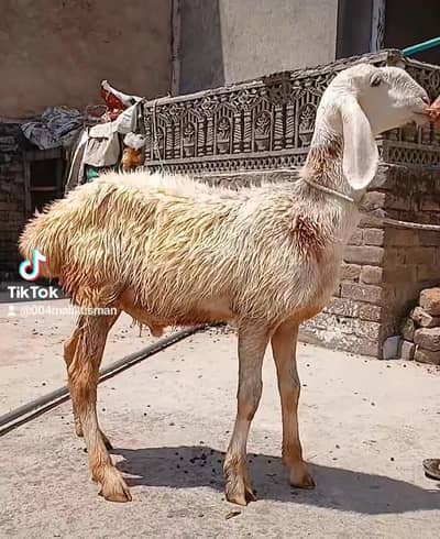Dumby For Sale 0313-3321201