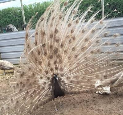 Peacock chicks