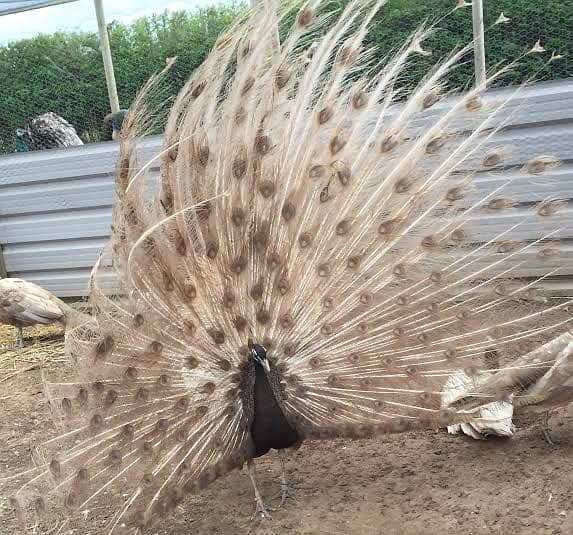 Peacock chicks 0