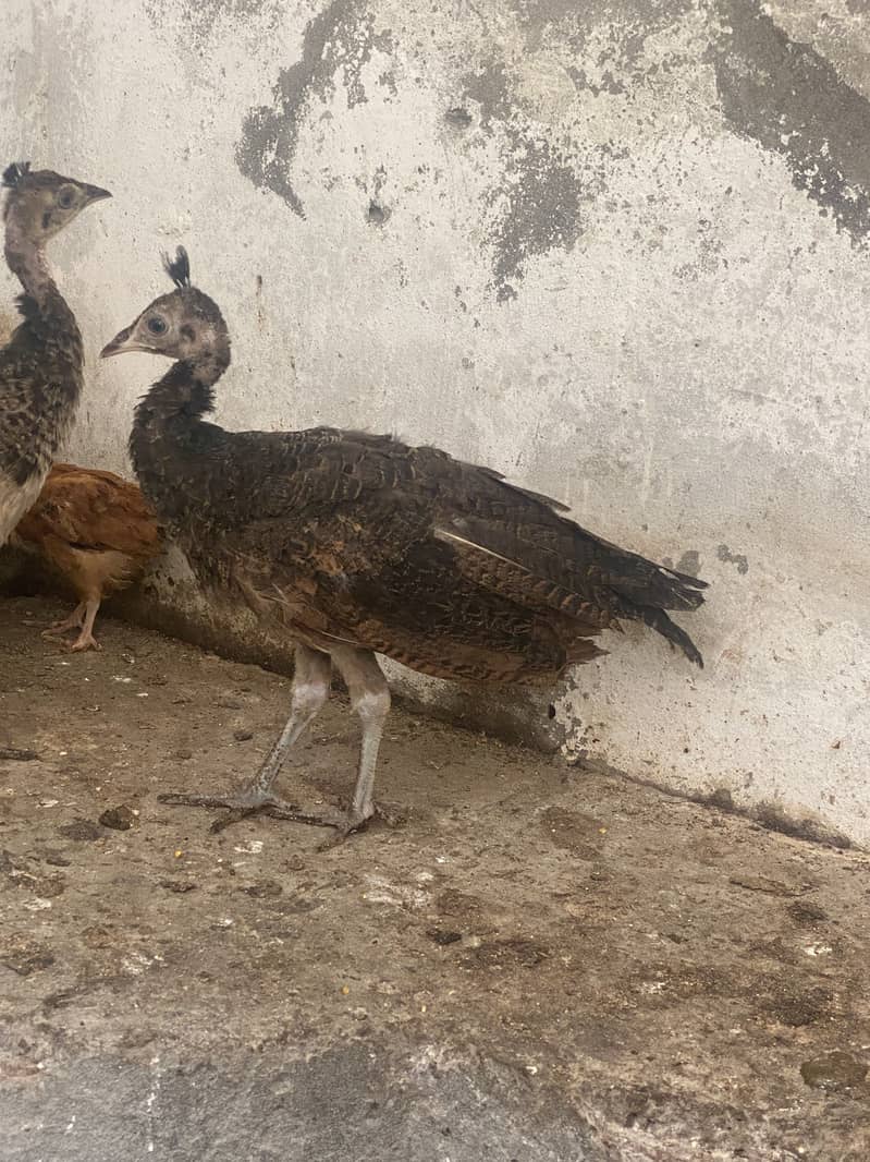 Peacock chicks 1