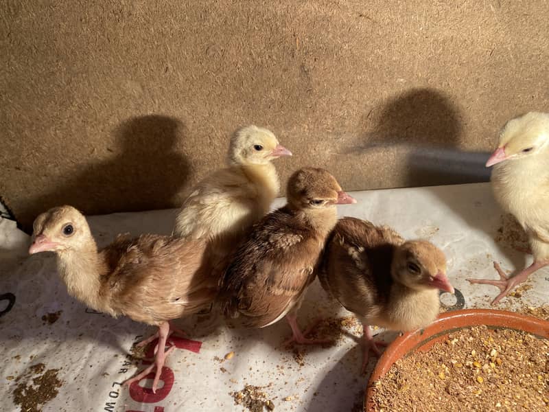 Peacock chicks 2