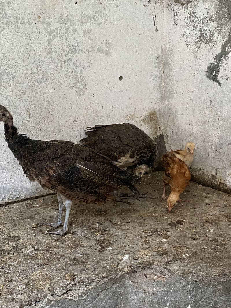 Peacock chicks 3