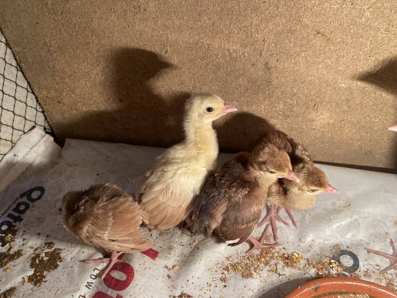 Peacock chicks 4