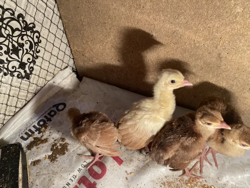 Peacock chicks — photo 7