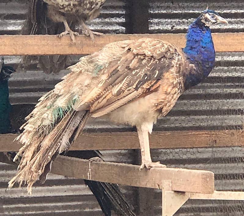 Peacock chicks 7