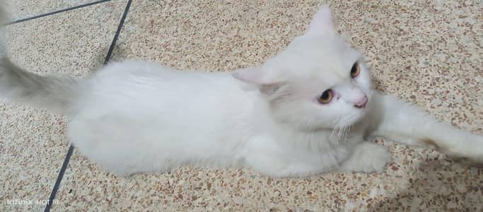 Persian cat for sale