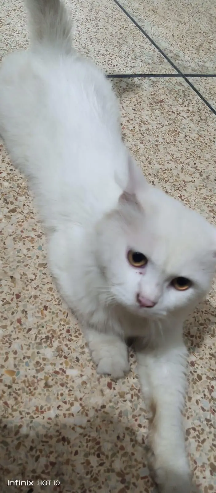 Persian cat for sale — photo 2