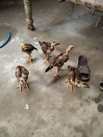 Aseel chiks for sale