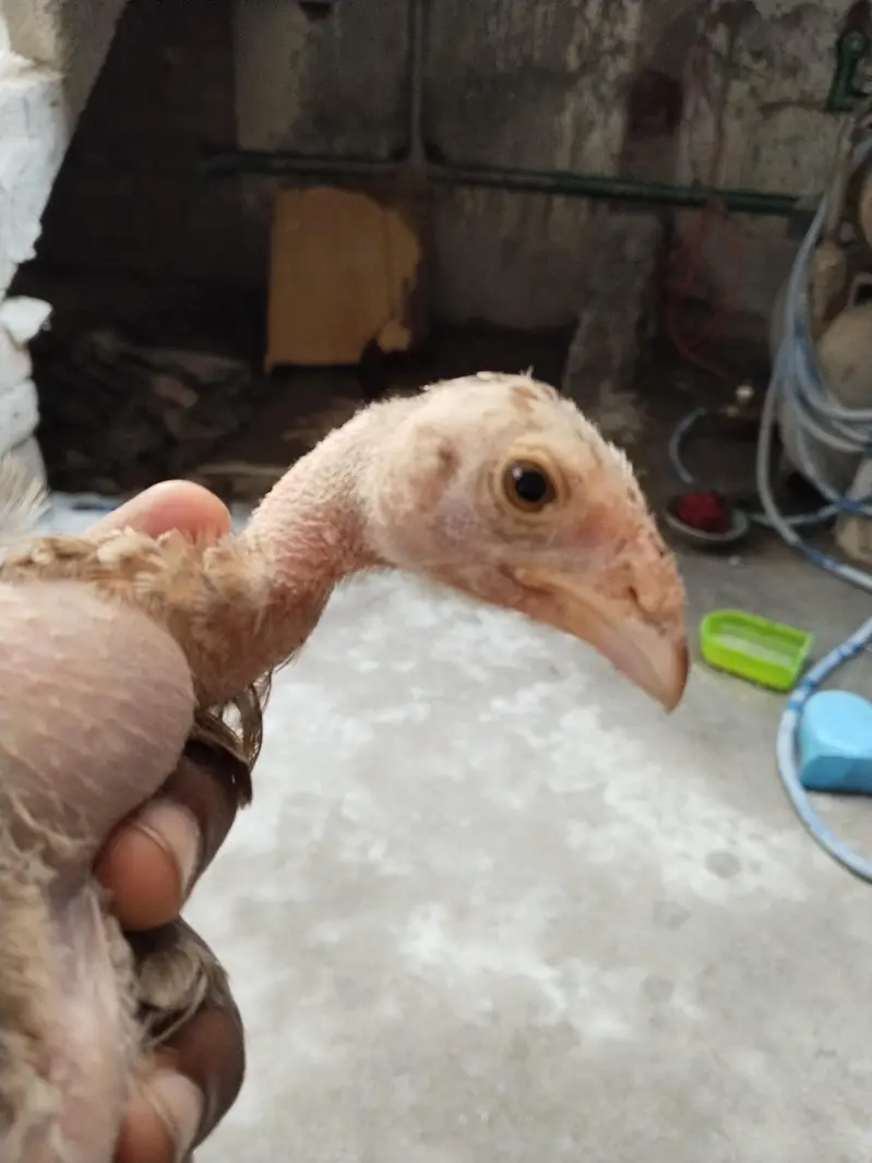 Aseel chiks for sale — photo 2