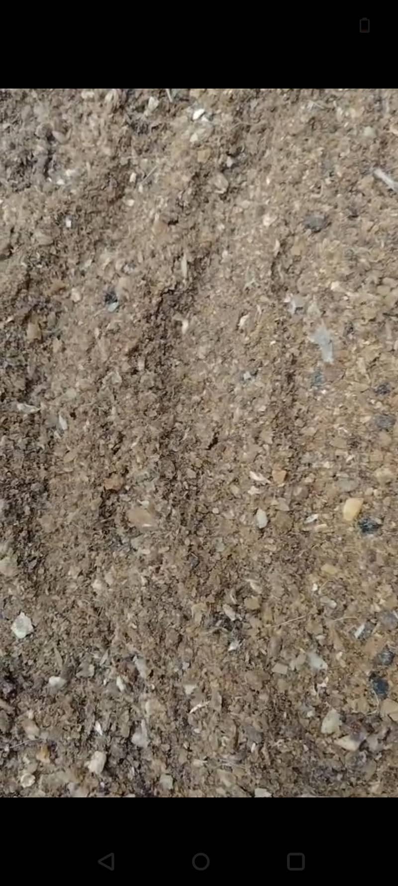 bone meal 1
