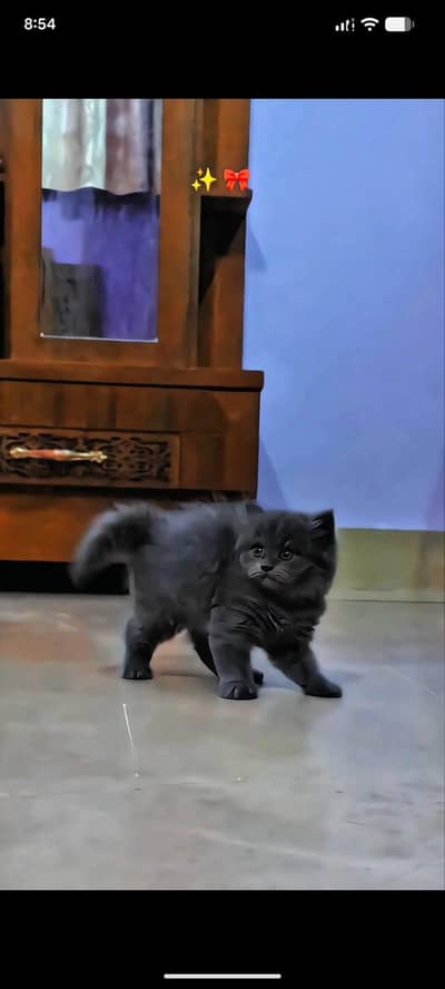 Punch face triple cott 57 days Persian kitten