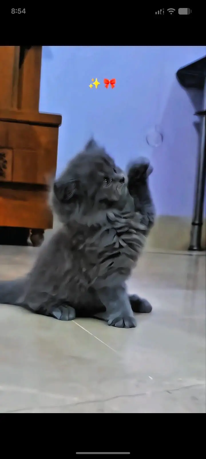 Punch face triple cott 57 days Persian kitten — photo 2
