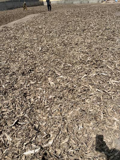 fish meal available