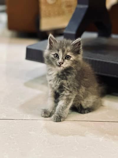 Smoke grey persian kitten