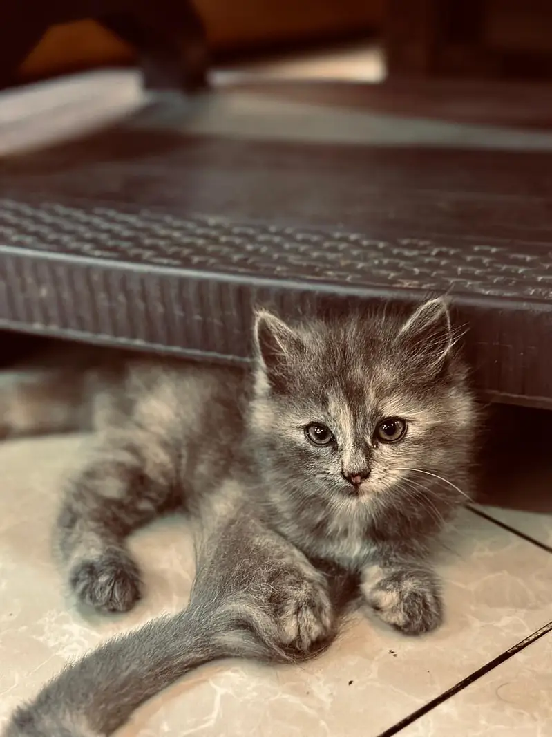 Smoke grey persian kitten — photo 2