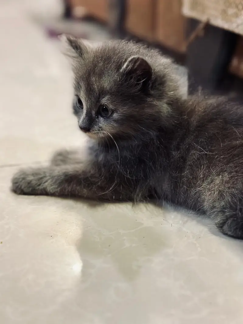 Smoke grey persian kitten — photo 3