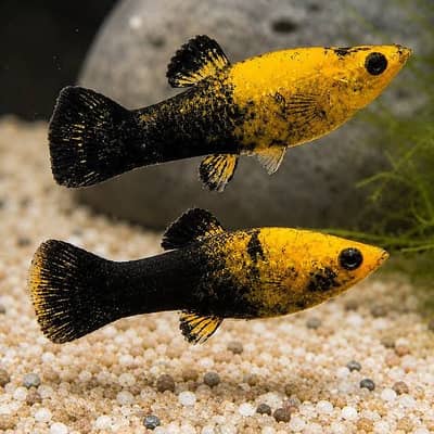 fish and aquarium very cheap price 03268301979