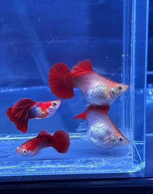 fish and aquarium very cheap price 03268301979 — photo 2