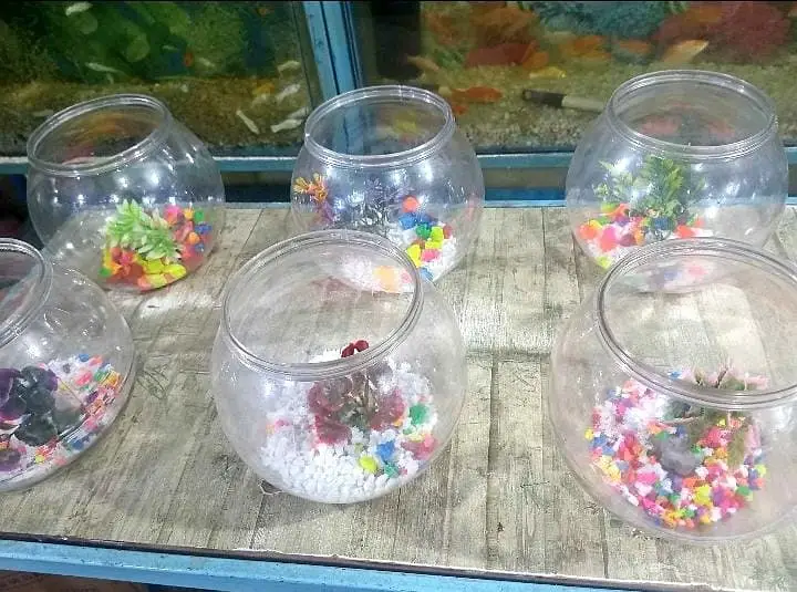 fish and aquarium very cheap price 03268301979 — photo 4