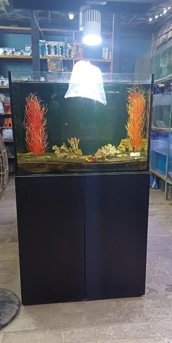 fish and aquarium very cheap price 03268301979 — photo 6