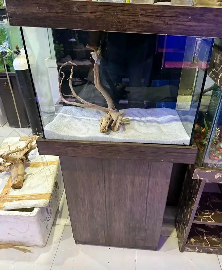 fish and aquarium very cheap price 03268301979 — photo 8