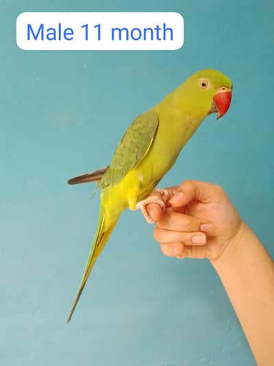ringneck parrot handtame