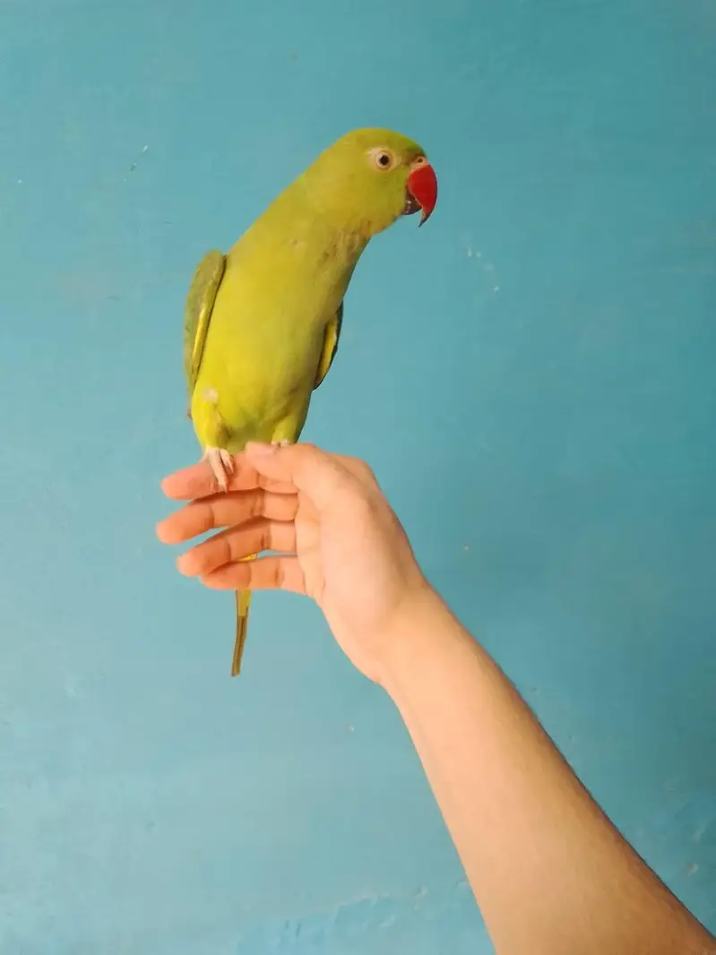 ringneck parrot handtame — photo 2