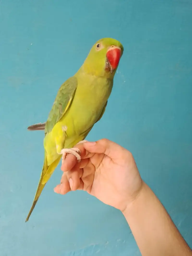 ringneck parrot handtame — photo 3
