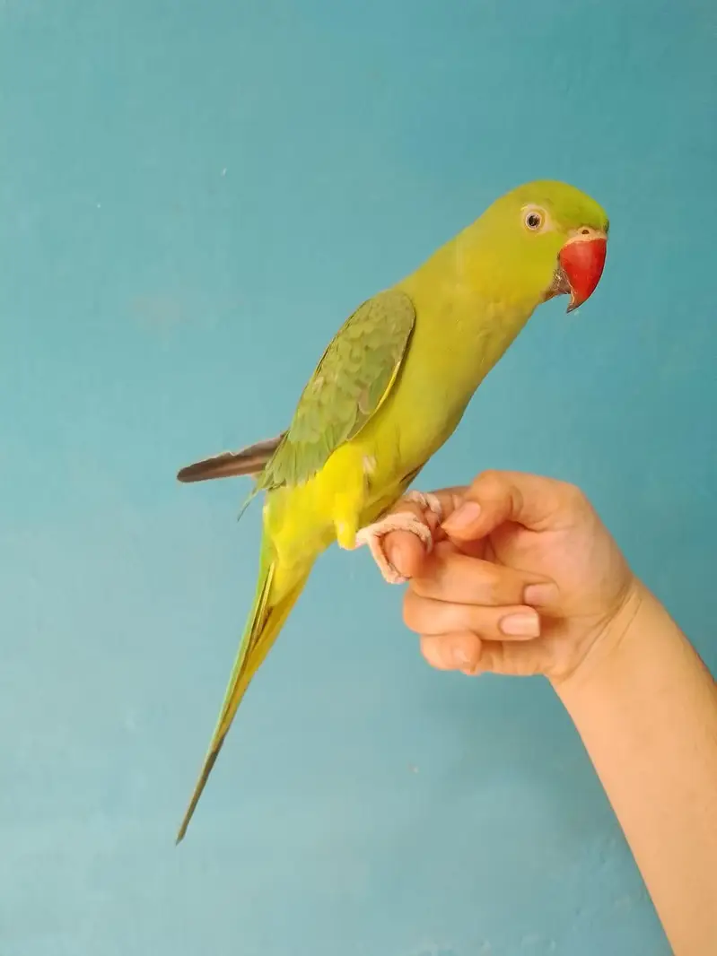 ringneck parrot handtame — photo 4