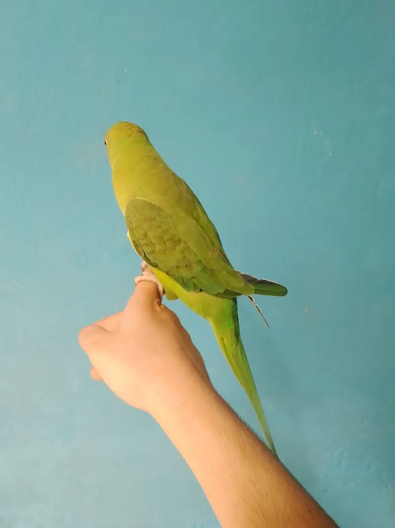 ringneck parrot handtame — photo 5