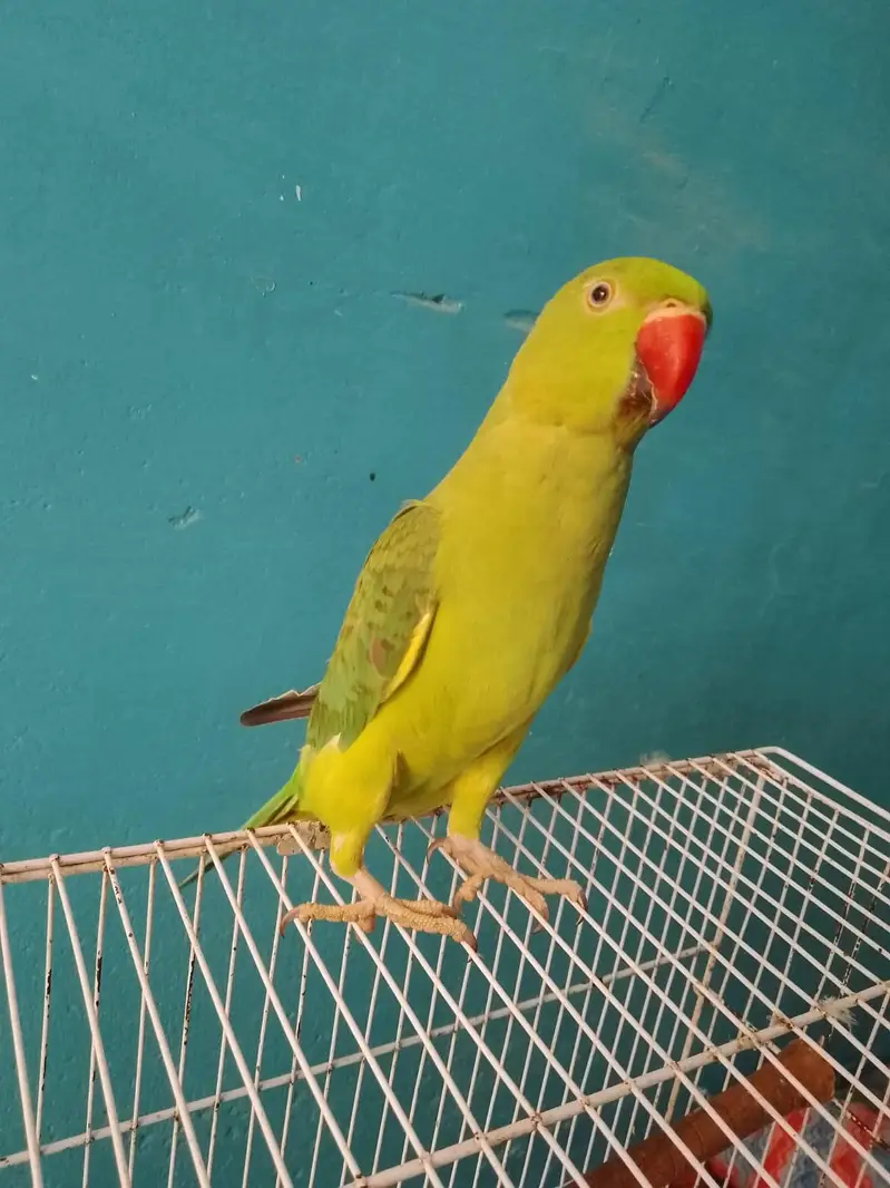ringneck parrot handtame — photo 6
