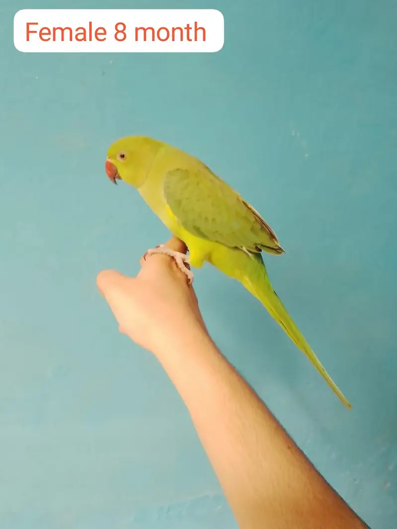 ringneck parrot handtame — photo 7