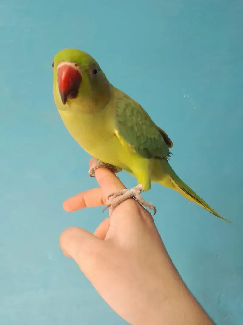 ringneck parrot handtame — photo 8