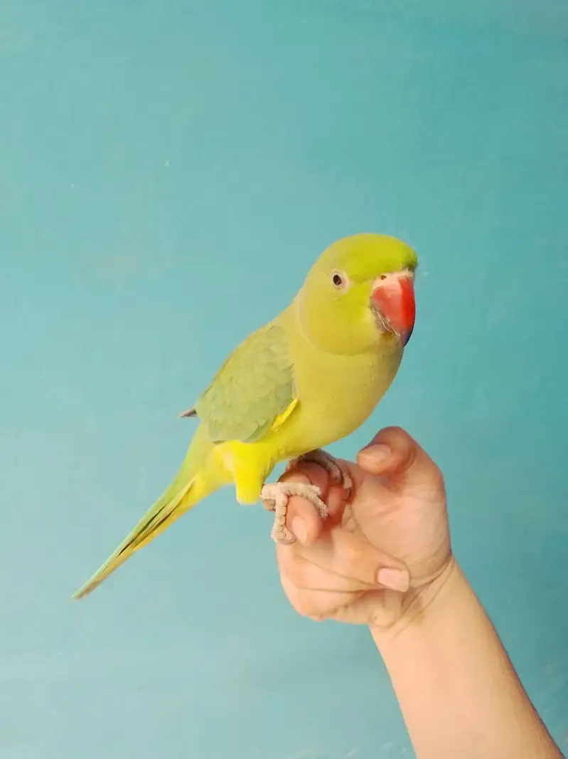 ringneck parrot handtame — photo 9