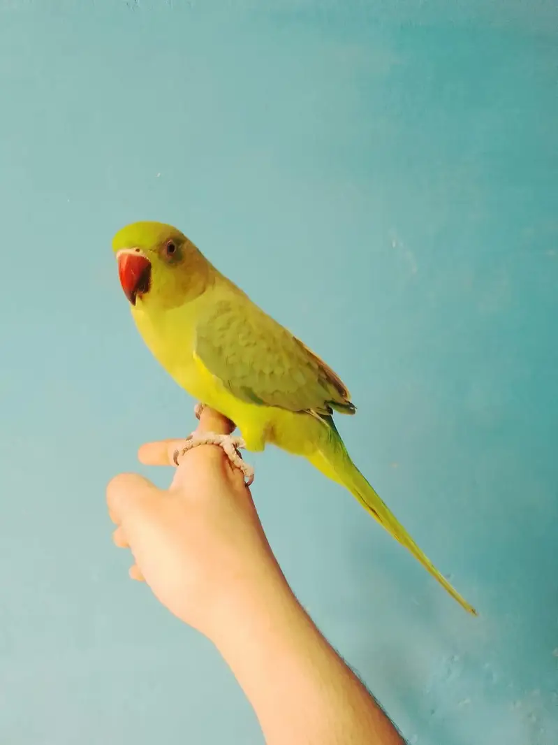 ringneck parrot handtame — photo 10
