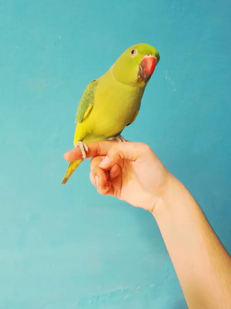 ringneck parrot handtame — photo 11