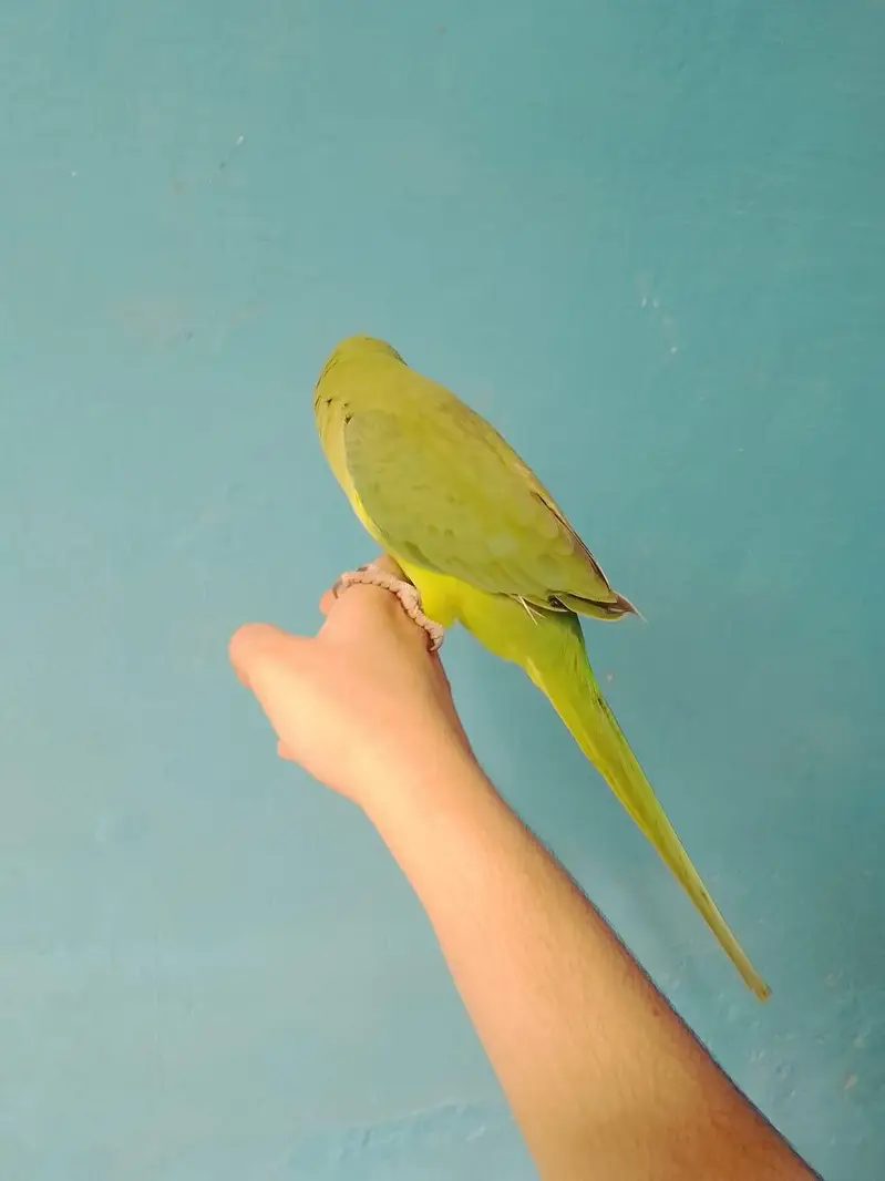 ringneck parrot handtame — photo 12