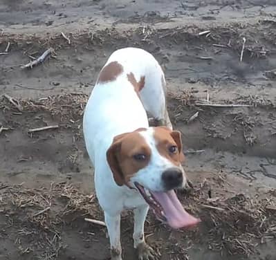 English pointer female
