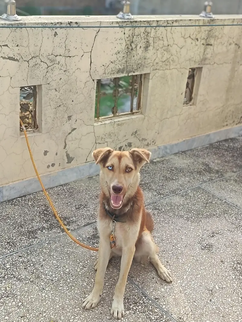 husky cross