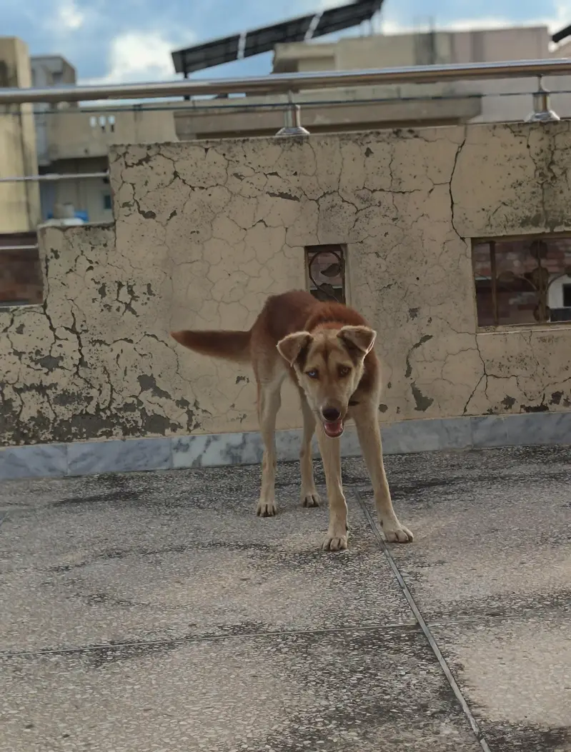 husky cross — photo 4