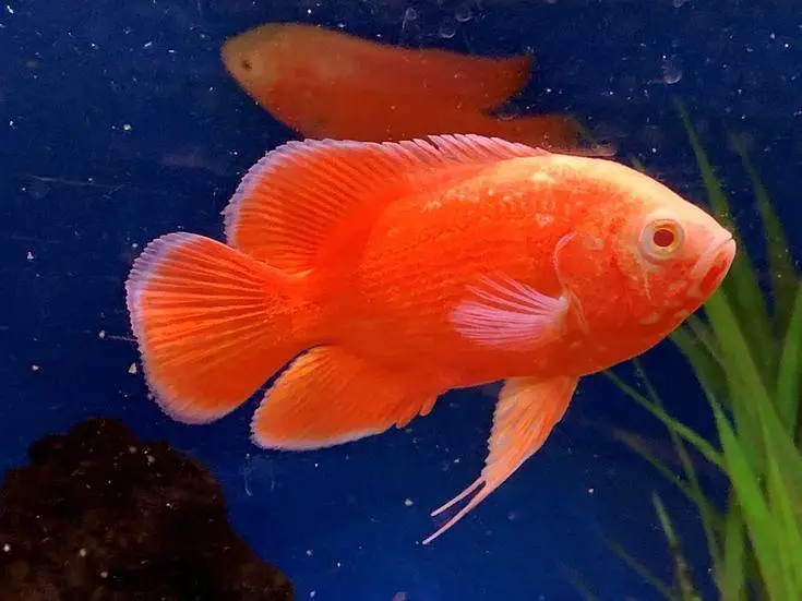 A+ grade Oscars available Chilli red oscar . albino oscar . tiger oscar — photo 6