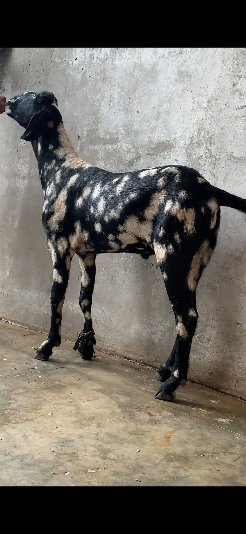 Shera tapra /tedda/ Tedi Bakra. 0308///3333///724 — photo 3