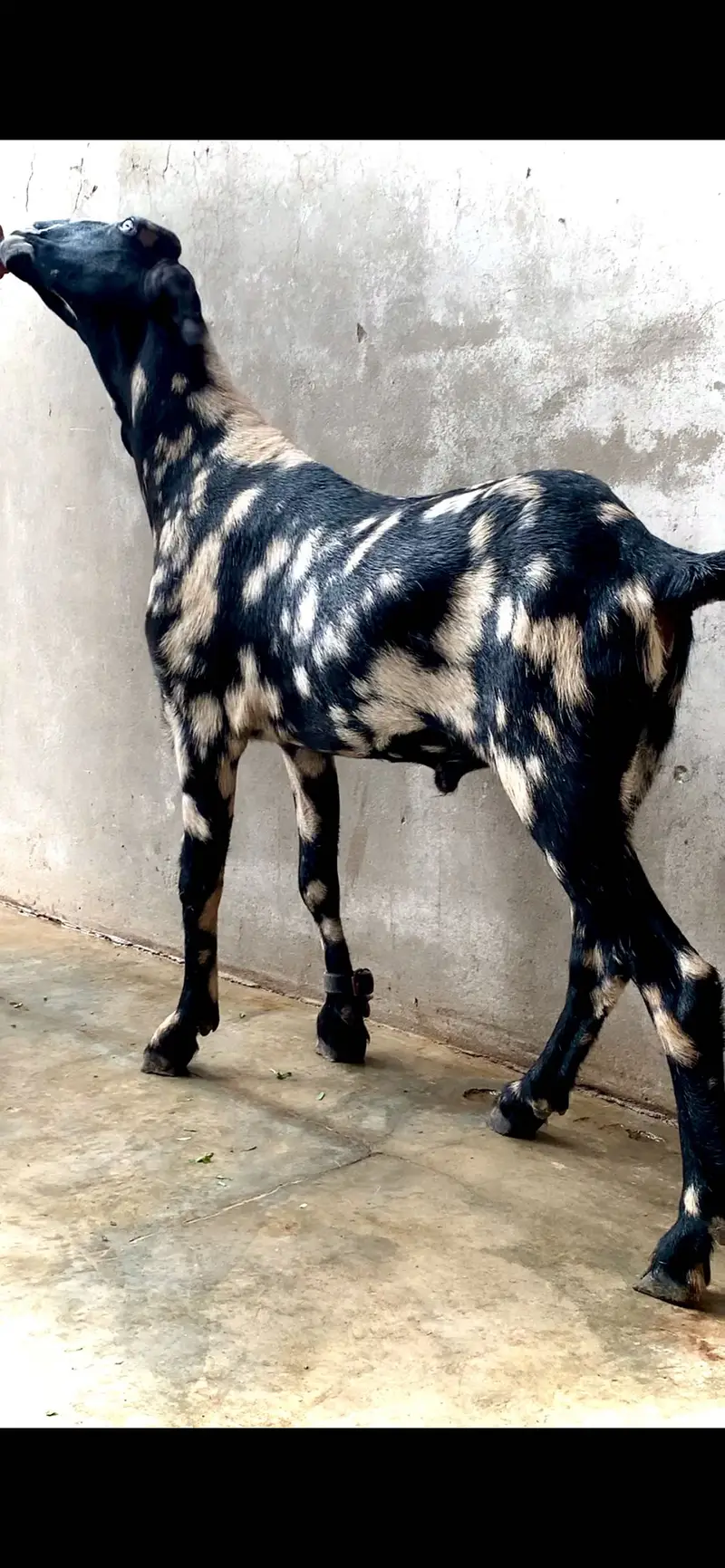 Shera tapra /tedda/ Tedi Bakra. 0308///3333///724 — photo 4