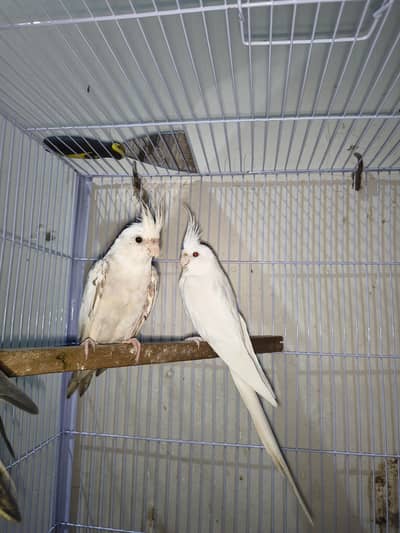 Cocktail Pair