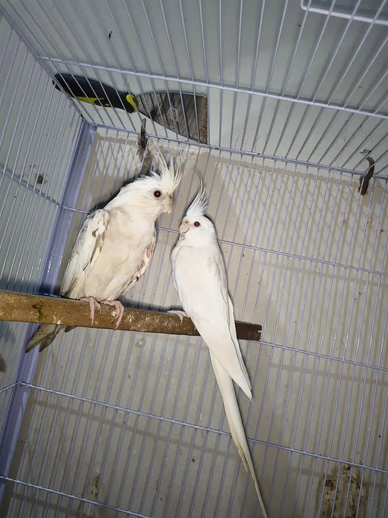 Cocktail Pair — photo 3