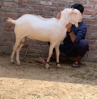 Shera tapra /tedda/ Tedi Bakra. 0308///3333///724