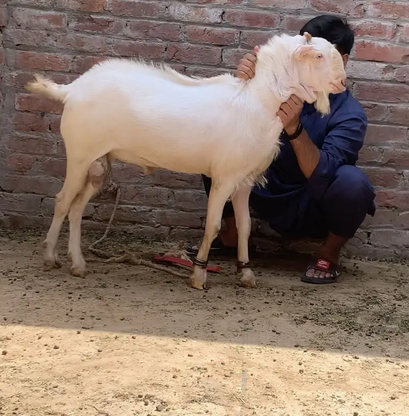 Shera tapra /tedda/ Tedi Bakra. 0308///3333///724