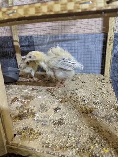 3 golden chick for sale with cage